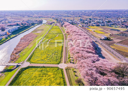 権現堂堤の桜並木、ドローン撮影、埼玉県の桜　 90657495