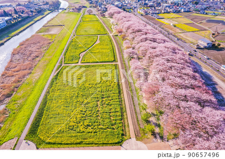 権現堂堤の桜並木、ドローン撮影、埼玉県の桜　 90657496