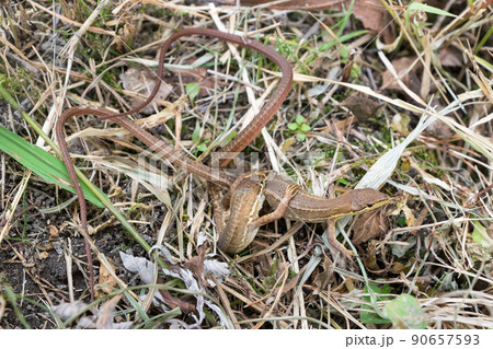 交尾するニホンカナヘビ 90657593