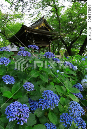 川崎・妙楽寺のあじさい 川崎・妙楽寺のあじさい 90657696