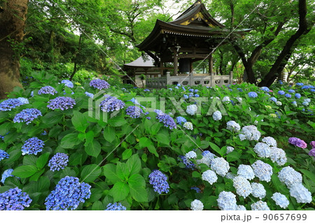 川崎・妙楽寺のあじさい 川崎・妙楽寺のあじさい 90657699