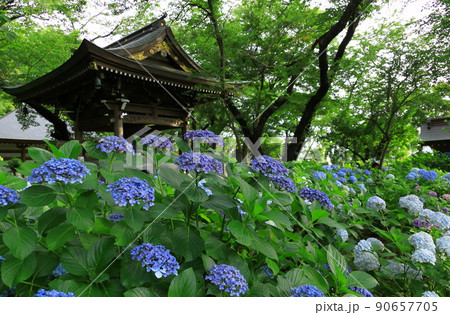 川崎・妙楽寺のあじさい 川崎・妙楽寺のあじさい 90657705