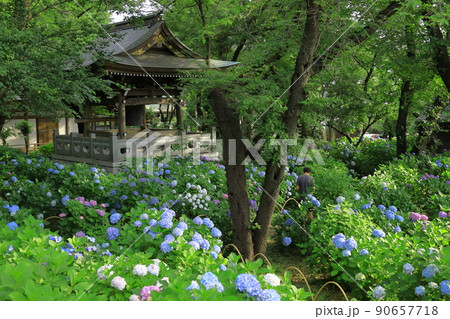 川崎・妙楽寺のあじさい 90657718