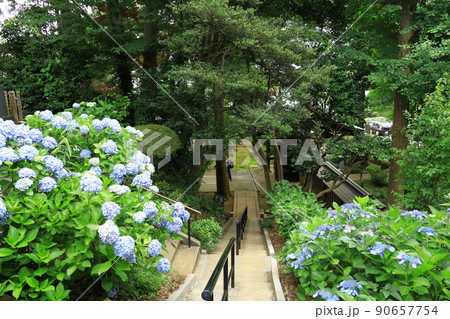 川崎・妙楽寺のあじさい 川崎・妙楽寺のあじさい 90657754