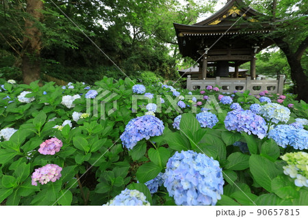 川崎・妙楽寺のあじさい 90657815