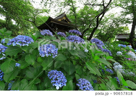 川崎・妙楽寺のあじさい 90657818
