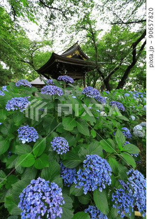 川崎・妙楽寺のあじさい 90657820