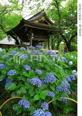 川崎・妙楽寺のあじさい 90657830
