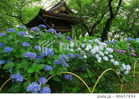 川崎・妙楽寺のあじさい 90657834