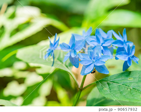 梅雨時期の景色　　シーボルトが愛した美しいアジサイ　七段花 90657932