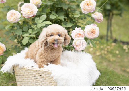 ピンクの薔薇と微笑むトイプードル 90657966