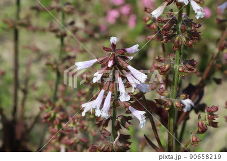春の日本の公園に咲くサルビア・リラータの白い花 90658219