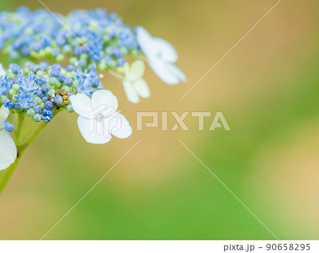 梅雨時期の景色　美しいアジサイ　青色 90658295