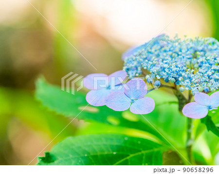 梅雨時期の景色 美しいアジサイ 青色 梅雨時期の景色 美しいアジサイ 青色 90658296