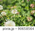 シロツメクサとミツバチ 2 90658564