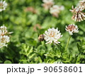 シロツメクサとミツバチ 4 90658601