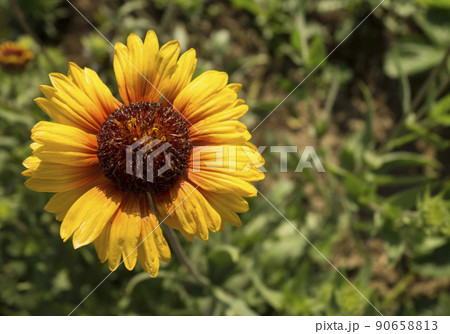 Bright solar flower on green background Bright solar flower on green background 90658813