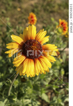 Bright solar flower on green background Bright solar flower on green background 90658831