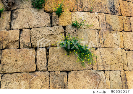 wall of an old castle with grass and flowers growing in the cracks of the masonry 90659017