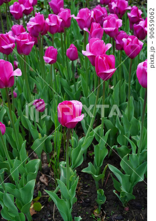 Magenta tulip flower with raindrops on smooth petals, focus on one flower, background with purple tulips in blur, vertical photo Magenta tulip flower with raindrops on smooth petals, focus on one flower, background with purple tulips in blur, vertical photo 90659062