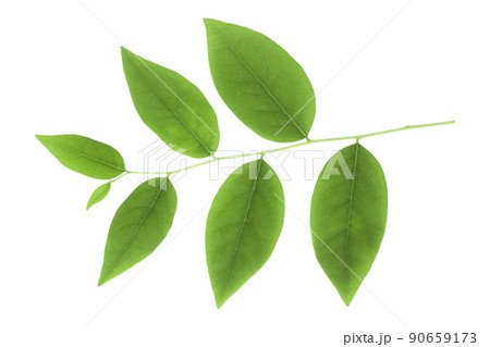 green gooseberry leaves isolated on the background White. 90659173