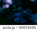 アジサイとマルボケ感 90659486