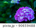 宗吾霊堂のアジサイ 90659488