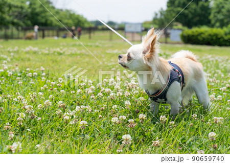 チワワ 小型犬 散歩 かわいい 90659740