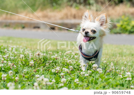 チワワ 小型犬 散歩 かわいい チワワ 小型犬 散歩 かわいい 90659748