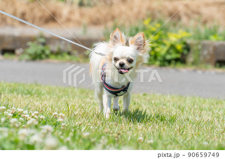 チワワ 小型犬 散歩 かわいい 90659749