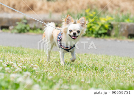 チワワ 小型犬 散歩 かわいい 90659751