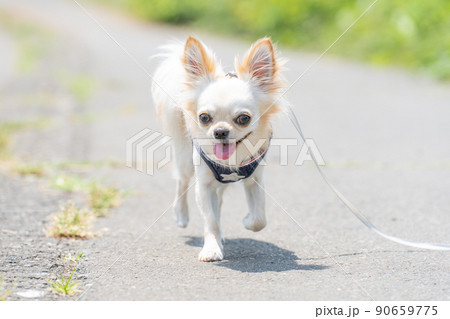 チワワ 小型犬 散歩 かわいいの写真素材 [90659775] - PIXTA