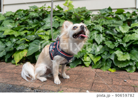 チワワ 小型犬 散歩 かわいい チワワ 小型犬 散歩 かわいい 90659782