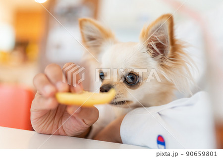 チワワ 小型犬 散歩 かわいい チワワ 小型犬 散歩 かわいい 90659801