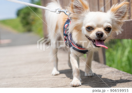 チワワ 小型犬 散歩 かわいい チワワ 小型犬 散歩 かわいい 90659955