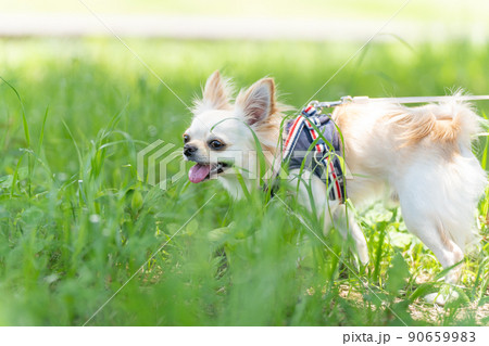 チワワ 小型犬 散歩 かわいい チワワ 小型犬 散歩 かわいい 90659983
