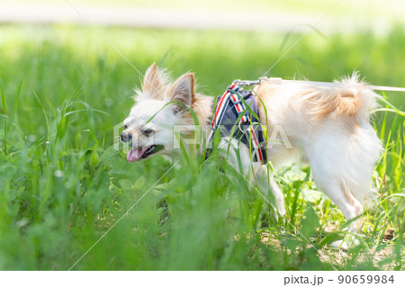 チワワ 小型犬 散歩 かわいい チワワ 小型犬 散歩 かわいい 90659984