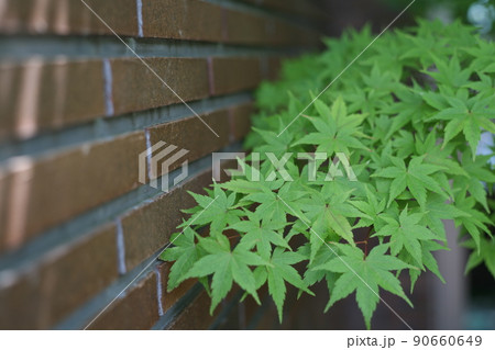 レンガ塀と初夏のもみじ 90660649
