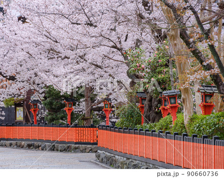京都祇園白川_満開の桜と巽橋 90660736