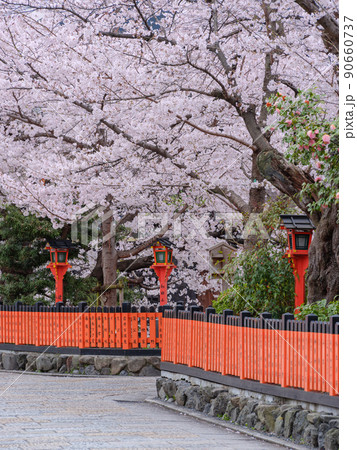 京都祇園白川_満開の桜と巽橋 京都祇園白川_満開の桜と巽橋 90660737