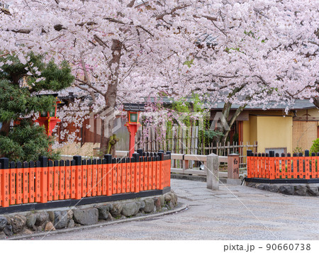 京都祇園白川_満開の桜と巽橋 京都祇園白川_満開の桜と巽橋 90660738