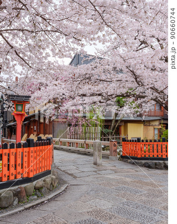 京都祇園白川_満開の桜と巽橋 90660744