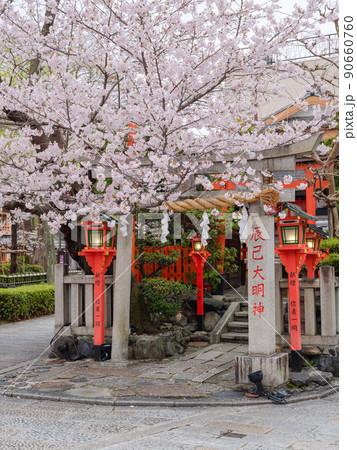 京都祇園白川_満開の桜と辰巳大明神 京都祇園白川_満開の桜と辰巳大明神 90660760