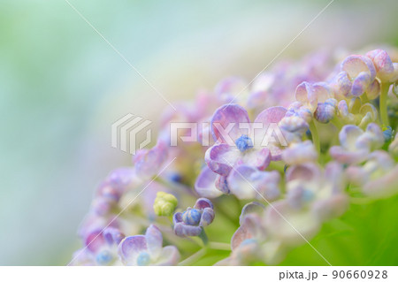 梅雨に咲くアジサイ（紫陽花）のイメージ 90660928