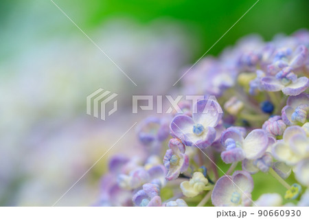 梅雨に咲くアジサイ（紫陽花）のイメージ 90660930