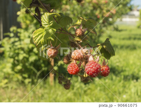 Red raspberry on branch with green sheet Red raspberry on branch with green sheet 90661075