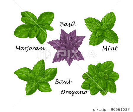 Spicy herbs. A set of spicy herbs such as basil, marjoram, mint and oregano. Collection of herbs for seasoning. Medicinal herbs. Vector illustration 90661087