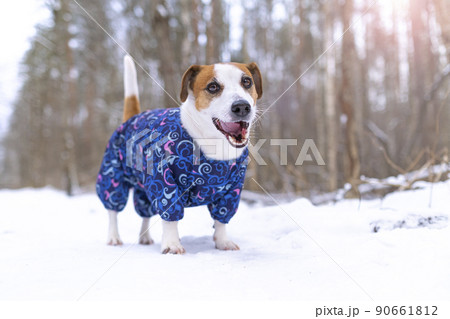 Dog Jack Russell Terrier in a blue overalls stands, looks and smiles with an open mouth at the camera in a snow park for a walk. Portrait of a funny dog dressed in a suit. Clothes for pets. Dog Jack Russell Terrier in a blue overalls stands, looks and smiles with an open mouth at the camera in a snow park for a walk. Portrait of a funny dog dressed in a suit. Clothes for pets. 90661812