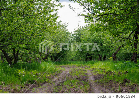 dirt road in summer apple garden at day light dirt road in summer apple garden at day light 90661934