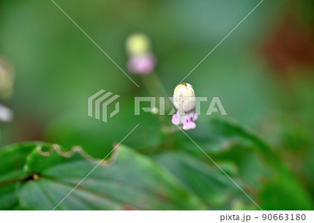 花開く前の高尾山の山ホトトギス 90663180